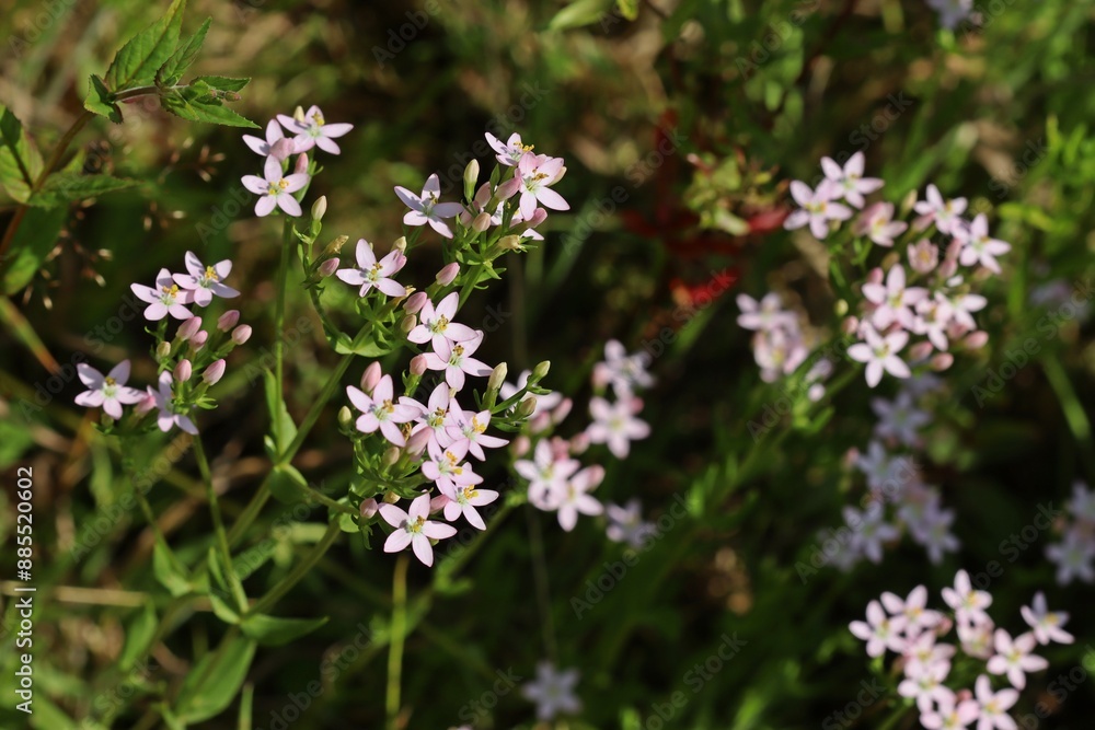 Echtes Tausendgüldenkraut (Centaurium erythraea). Echtes Tausendgüldenkraut (Centaurium erythraea).