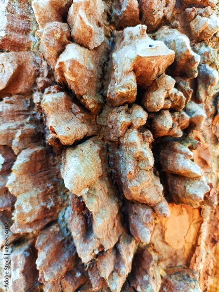 Árbol Árbol