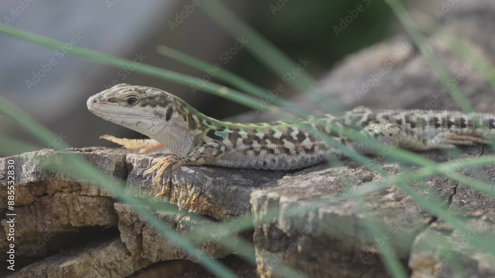 Italian wall lizard (Podarcis siculus) looking up for flying predators Italian wall lizard (Podarcis siculus) looking up for flying predators
