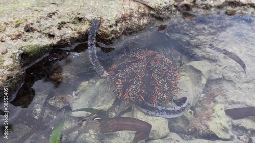 Sea urchin move slowly in the water. Sea urchin in Indonesia