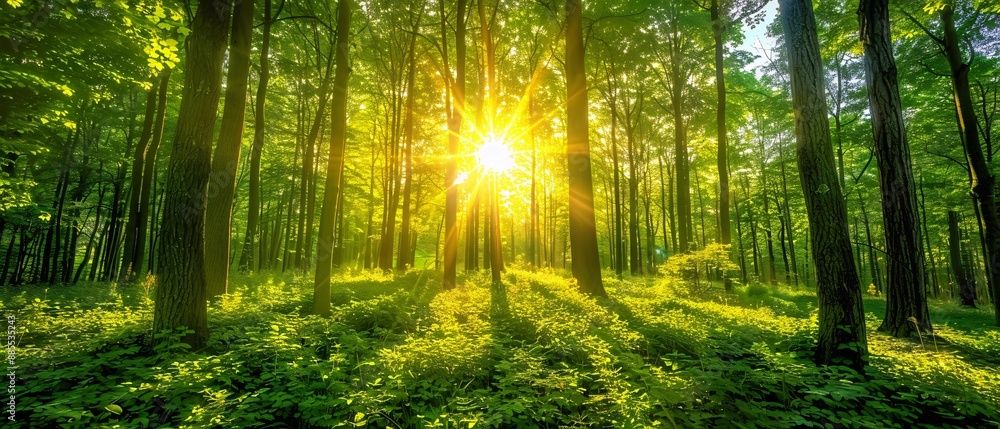 Obraz premium Forest with sun shining through trees.