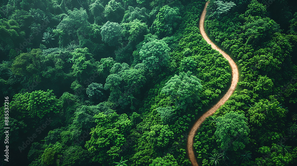 drone view photo of a natural rain forest with bush og green trees and a path going through the jungle drone view photo of a natural rain forest with bush og green trees and a path going through the jungle