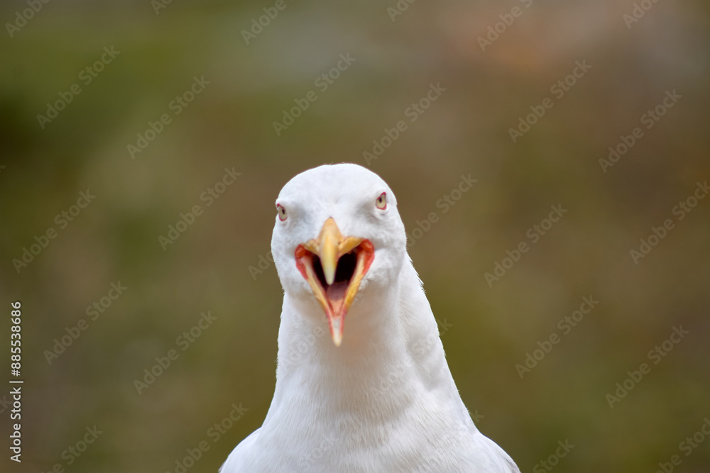 Closeup of Yellow-legged Gull with its red eye ring on the Cies Islands Closeup of Yellow-legged Gull with its red eye ring on the Cies Islands