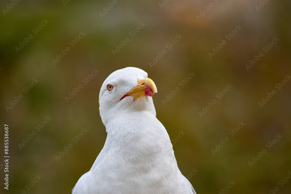 Closeup of Yellow-legged Gull with its red eye ring on the Cies Islands Closeup of Yellow-legged Gull with its red eye ring on the Cies Islands