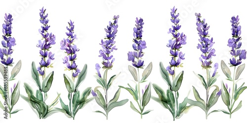Wallpaper Mural Close-up Watercolor Painting of Lavender Flowers, Stems, and Green Leaves on a White Background. Concept Floral Watercolor, Lavender Flowers, Close-up Painting, Botanical Art, Detailed Illustration Torontodigital.ca