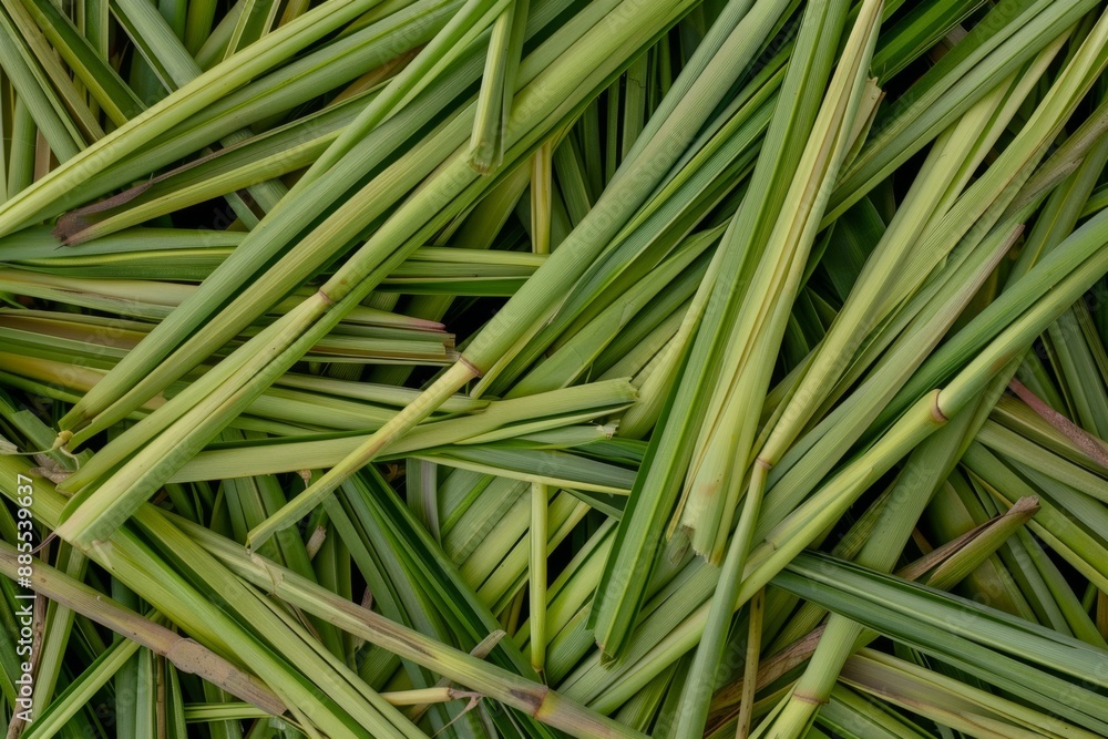 Lemongrass texture background, cymbopogon pattern, barbed wire grass banner, silky heads or oily heads Lemongrass texture background, cymbopogon pattern, barbed wire grass banner, silky heads or oily heads