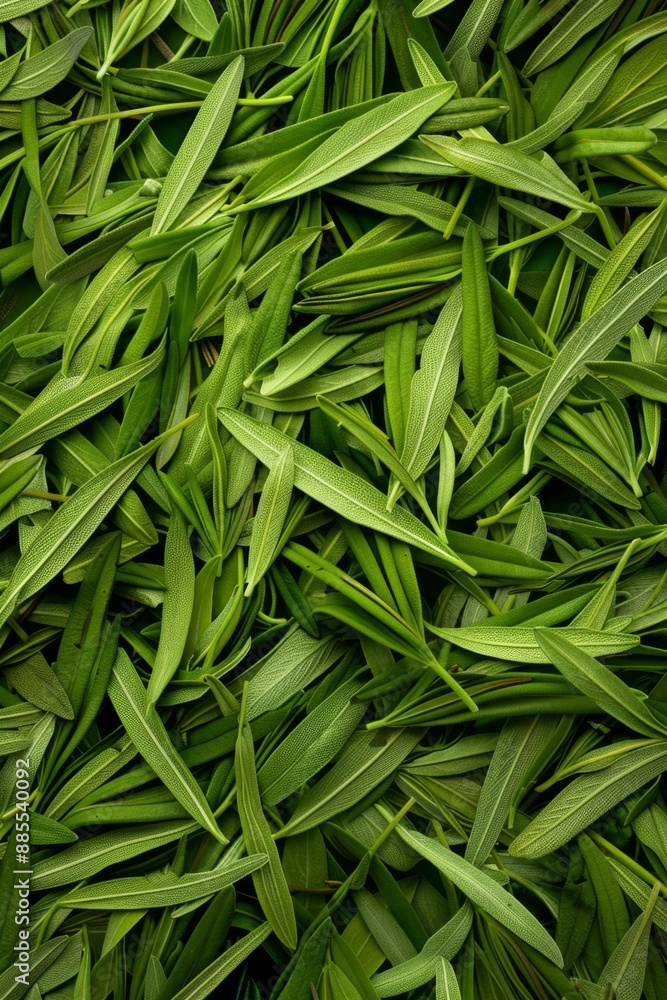 Tarragon texture background, estragon leaf banner, Artemisia dracunculus pattern, fresh herbal leaves Tarragon texture background, estragon leaf banner, Artemisia dracunculus pattern, fresh herbal leaves