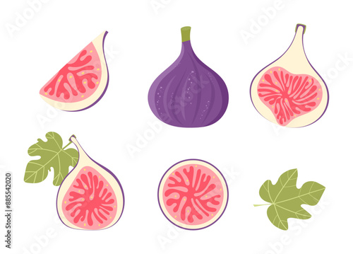 Set of fig fruits with leaves. Exotic sweet fruit. Whole ripe figs, cut in half and a piece of fruit. Hand drawn vector Illustration Isolated on a white background, flat style.