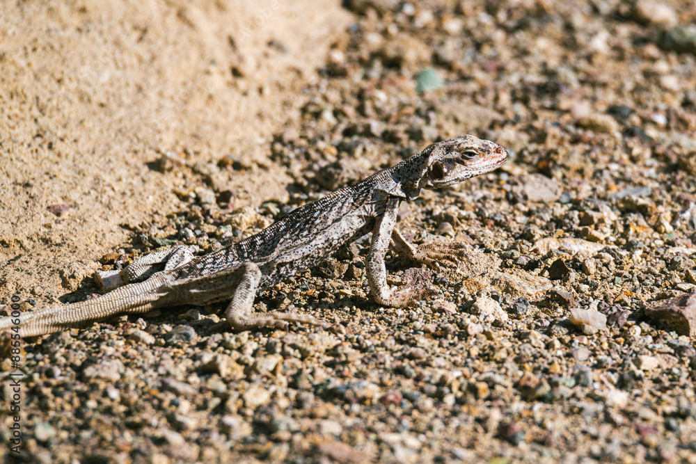 A lizard is walking on a rocky surface A lizard is walking on a rocky surface