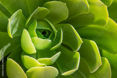 Succulent Close up