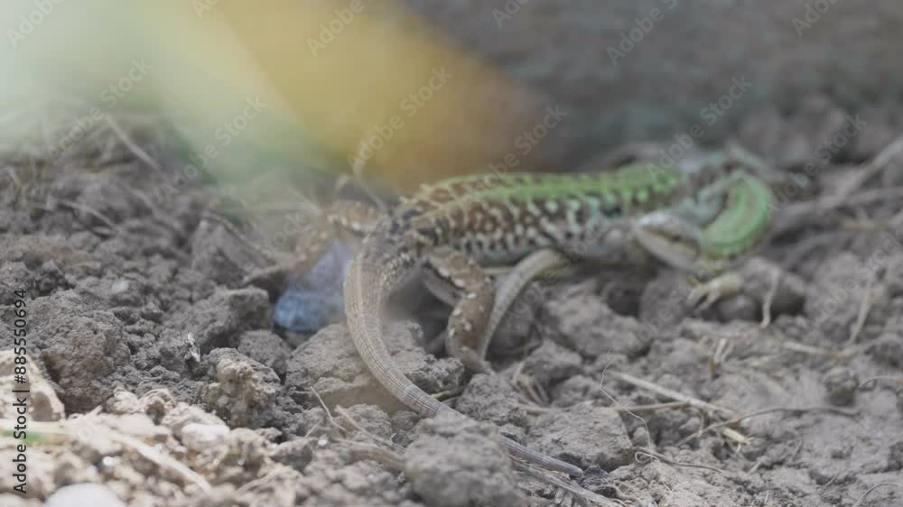 Italian wall lizard (Podarcis siculus) male caught to eat a smaller lizard