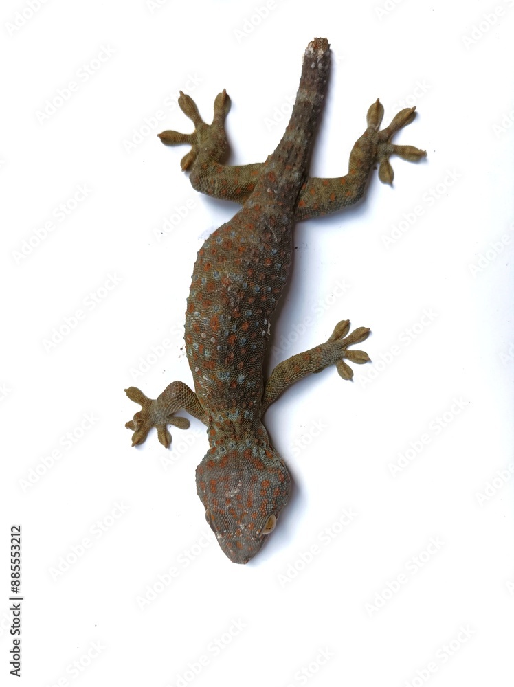 Fototapeta premium lizard gecko on white background