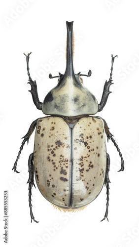 Inesct beetle collection: Dynastes granti Horn 1870  photo