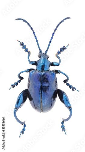 Inesct beetle collection: