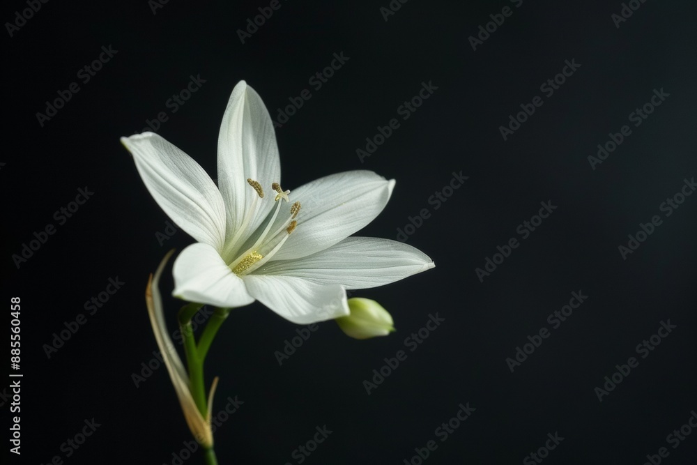 Naklejka premium Timeless Star of Bethlehem flower stem against dramatic black backdrop, graceful elegance