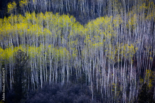 Spring Aspens