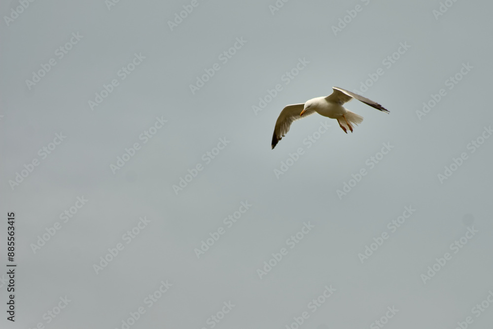 Seagull Soaring in the Sky at Cies Islands Seagull Soaring in the Sky at Cies Islands