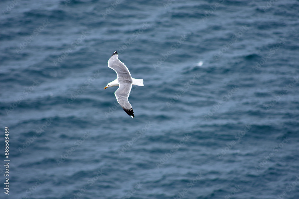 Seagull Soaring in the Sky at Cies Islands Seagull Soaring in the Sky at Cies Islands