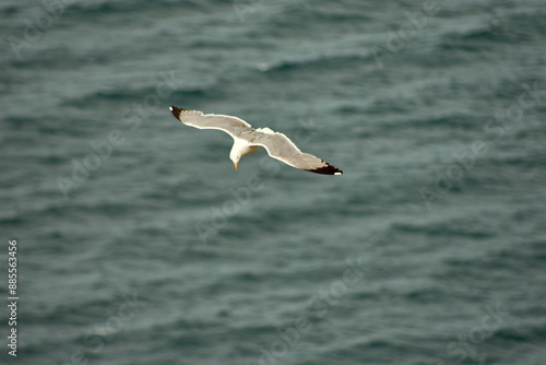 Seagull Soaring in the Sky at Cies Islands