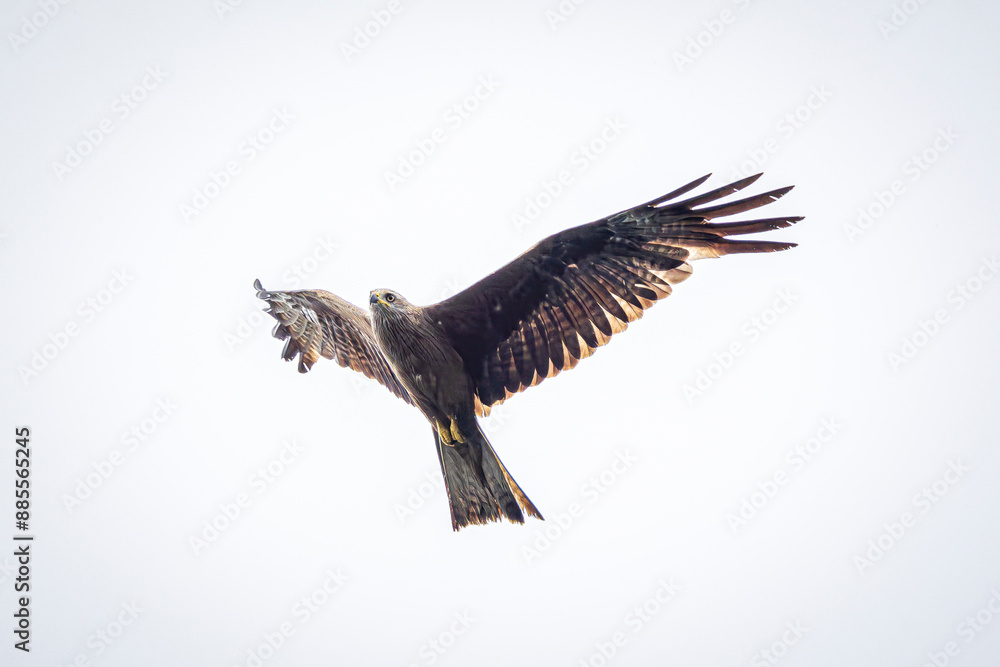 eagle in flight eagle in flight