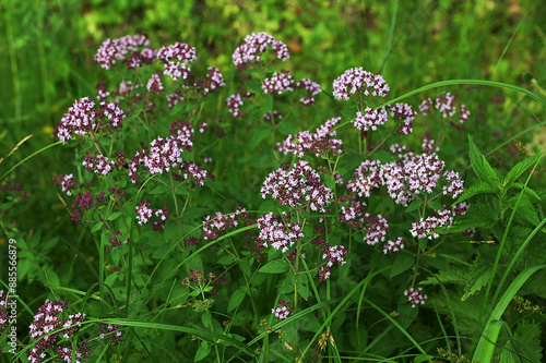 Origanum vulgare (oregano) photo