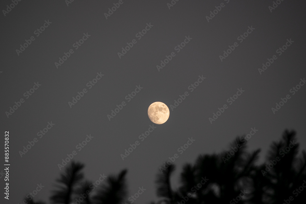 Luna llena en cielo oscuro sobre bosque Luna llena en cielo oscuro sobre bosque