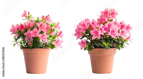 rhododendron azalea flower plants with orange pots isolated on transparent or white background photo