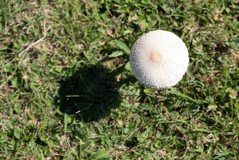 A mushroom is floating in the air above a green field A mushroom is floating in the air above a green field