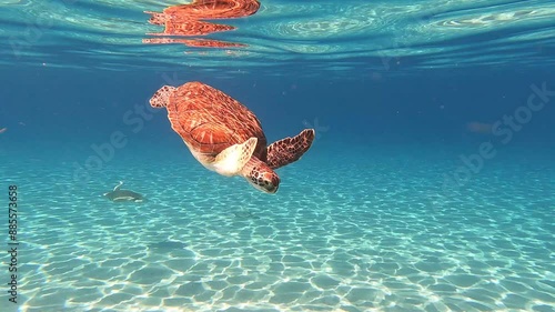 Turtle swimming in Caribbean 