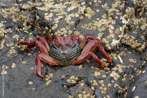 Grapsus adscensionis (Caranguejo-judeu) photo