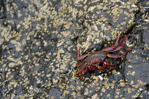 Grapsus adscensionis (Caranguejo-judeu) photo