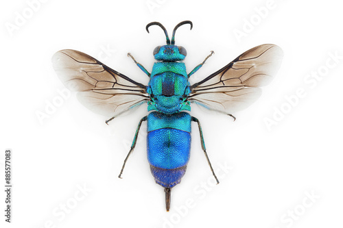 A beautiful cuckoo wasp specimen. photo