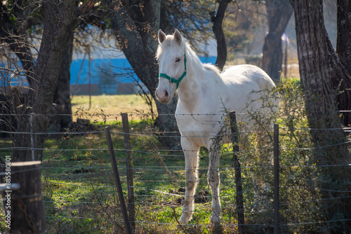 Hermoso caballo blanco de tres cuartos de perfil, cuerpo completo, figura imponente, de fondo campo de la pampa Argentina