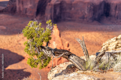 Hunts Mesa in Monument Valley framed by a tree along the cliffside. photo