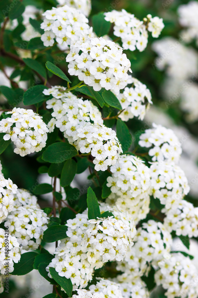 Abundant flowering of white bushes. Spiraea arguta , Brides wreath. Abundant flowering of white bushes. Spiraea arguta , Brides wreath.
