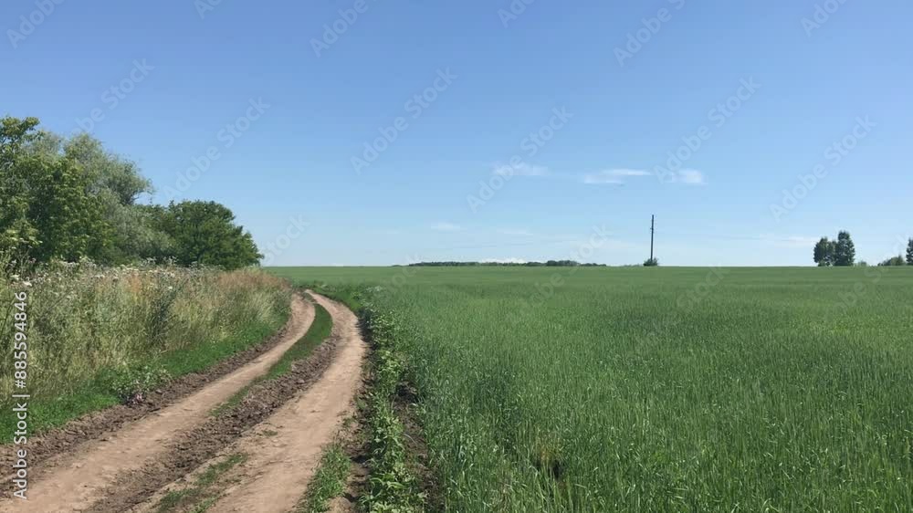 Tranquil Countryside Dirt Road Winding Through Lush Green Summer Fields Under a Clear Blue Sky with Distant Trees and Utility Pole Tranquil Countryside Dirt Road Winding Through Lush Green Summer Fields Under a Clear Blue Sky with Distant Trees and Utility Pole