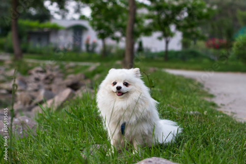 A white Japanese Spitz dog standing among in grass field