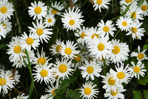 Meadow of Wild Daisies 