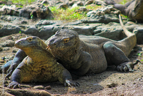 Bild auf Leinwand Close-up of male and female Komodo dragons during mating season