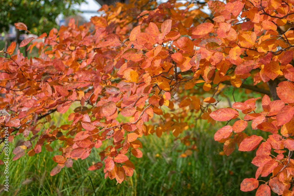 Amelanchier lamarckii shadbush colorful autumnal shrub branches full of beautiful red orange yellow leaves