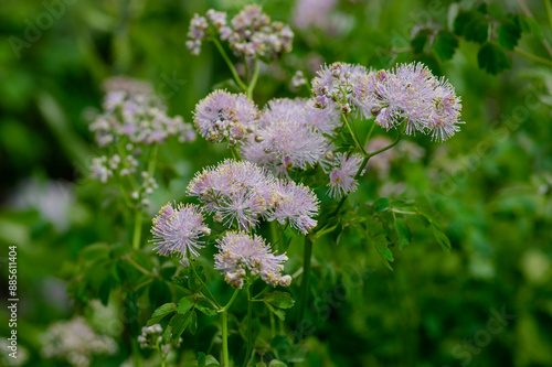 Thalictrum aquilegiifolium siberian columbine meadow-rue pink flowers in bloom, wild alpine flowering plant photo