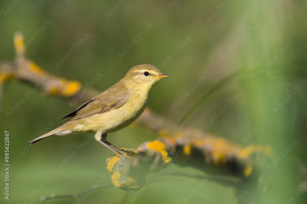 Small bird - Chiffchaff Phylloscopus collybita perched on tree, summer time Small bird - Chiffchaff Phylloscopus collybita perched on tree, summer time