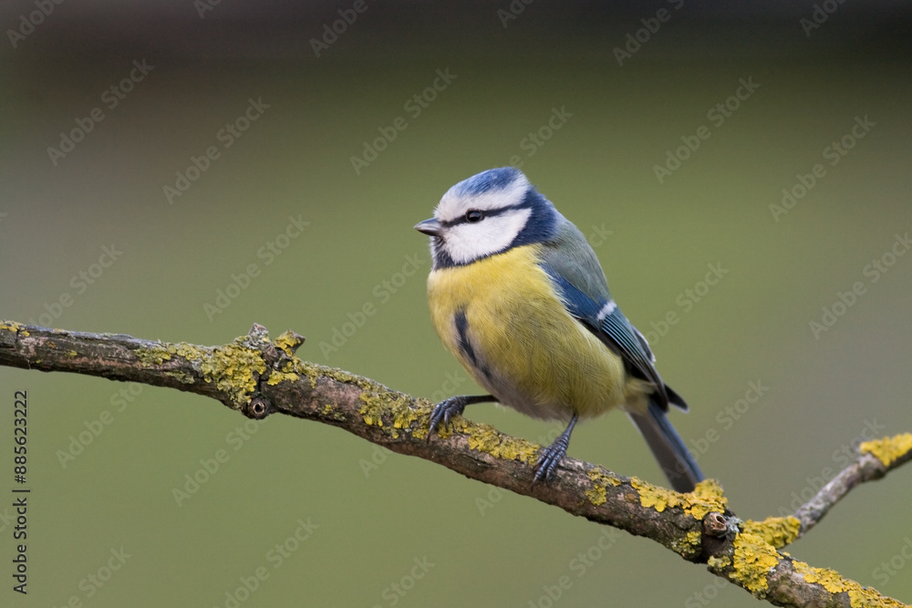 Obraz premium Bird - Blue Tit ( Cyanistes caeruleus ) perched on tree winter time small bird on blurred background