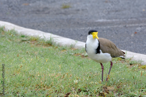 Spur-winged lapwing or plover, masked lapwing  bird in the city