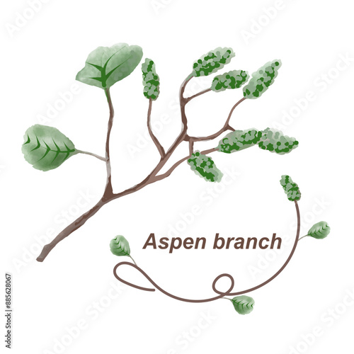 Aspen branch on isolated background