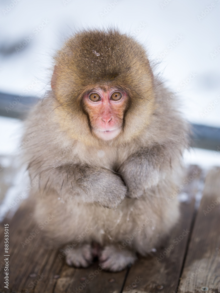Obraz premium Young Japanese macaque also known as snow monkey, Jigokudani Monkey Park, Nagano Prefecture, Japan