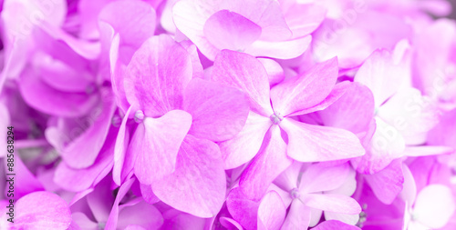 Lilac flowers close up. Bouquet of purple flowers. City flower beds, a beautiful and well-groomed garden with flowering bushes.