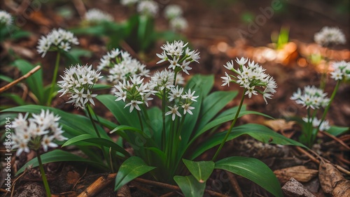 Wild Garlic Bloom on Forest Floor, garlic, green, bloom, flowers photo