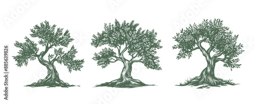 Olive tree, hand drawn style.	
