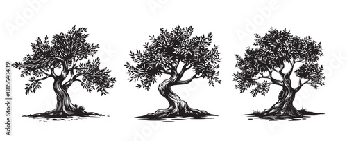 Olive tree, hand drawn style.